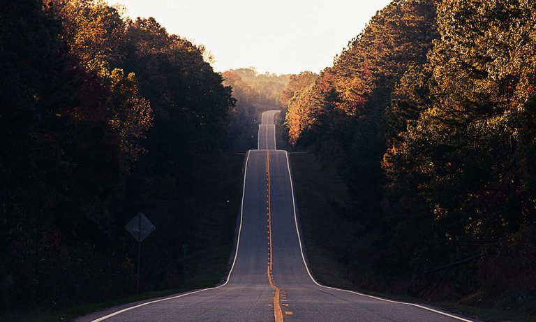 Road Between Trees Photo